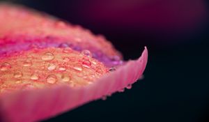 Preview wallpaper petal, drops, macro, pink