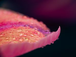 Preview wallpaper petal, drops, macro, pink