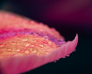 Preview wallpaper petal, drops, macro, pink