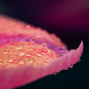 Preview wallpaper petal, drops, macro, pink