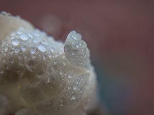 Preview wallpaper petal, drops, macro, white