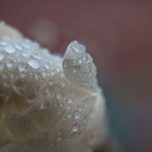 Preview wallpaper petal, drops, macro, white