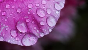 Preview wallpaper petal, drops, pink, macro