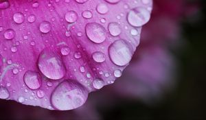 Preview wallpaper petal, drops, pink, macro