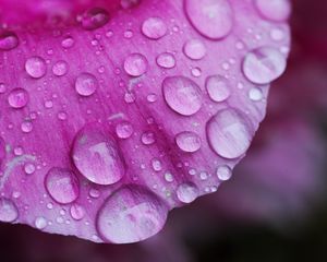 Preview wallpaper petal, drops, pink, macro