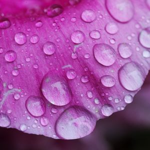 Preview wallpaper petal, drops, pink, macro