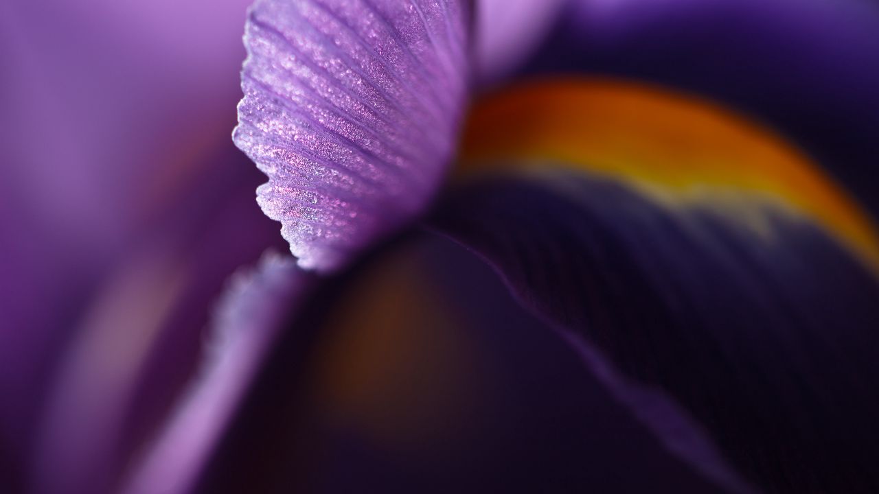 Wallpaper petal, flower, blur, purple, macro