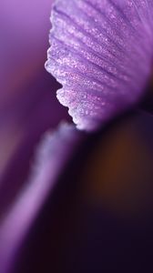 Preview wallpaper petal, flower, blur, purple, macro