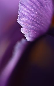 Preview wallpaper petal, flower, blur, purple, macro