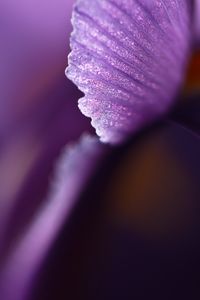 Preview wallpaper petal, flower, blur, purple, macro