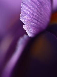 Preview wallpaper petal, flower, blur, purple, macro