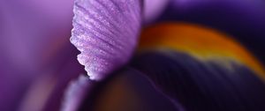 Preview wallpaper petal, flower, blur, purple, macro