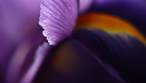 Preview wallpaper petal, flower, blur, purple, macro