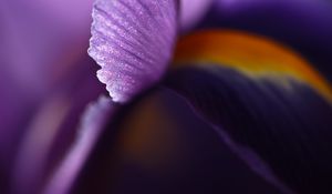 Preview wallpaper petal, flower, blur, purple, macro