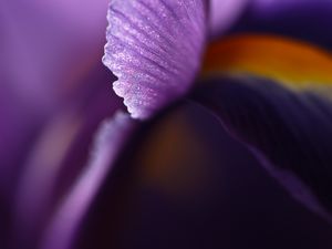 Preview wallpaper petal, flower, blur, purple, macro