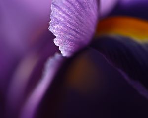 Preview wallpaper petal, flower, blur, purple, macro