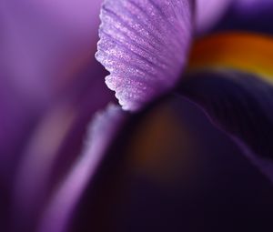Preview wallpaper petal, flower, blur, purple, macro