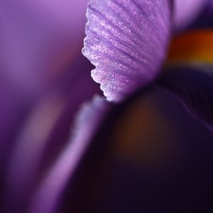 Preview wallpaper petal, flower, blur, purple, macro