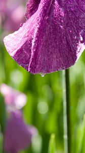 Preview wallpaper petal, flower, drops, moisture, macro, purple