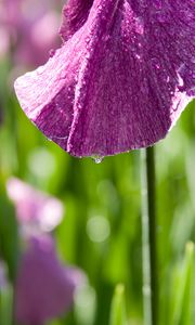 Preview wallpaper petal, flower, drops, moisture, macro, purple