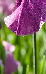 Preview wallpaper petal, flower, drops, moisture, macro, purple