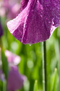 Preview wallpaper petal, flower, drops, moisture, macro, purple