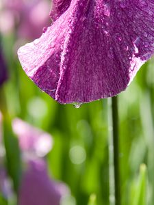 Preview wallpaper petal, flower, drops, moisture, macro, purple