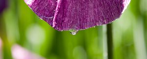 Preview wallpaper petal, flower, drops, moisture, macro, purple