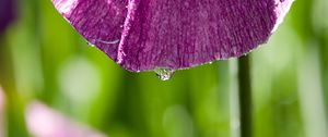 Preview wallpaper petal, flower, drops, moisture, macro, purple