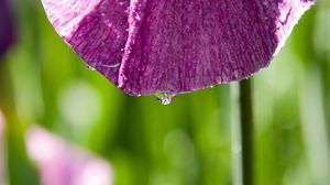 Preview wallpaper petal, flower, drops, moisture, macro, purple