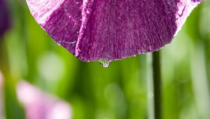 Preview wallpaper petal, flower, drops, moisture, macro, purple