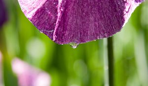 Preview wallpaper petal, flower, drops, moisture, macro, purple