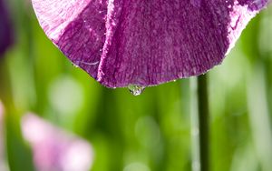 Preview wallpaper petal, flower, drops, moisture, macro, purple