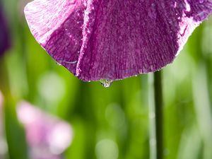 Preview wallpaper petal, flower, drops, moisture, macro, purple