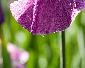 Preview wallpaper petal, flower, drops, moisture, macro, purple