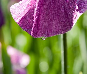 Preview wallpaper petal, flower, drops, moisture, macro, purple