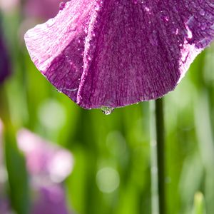 Preview wallpaper petal, flower, drops, moisture, macro, purple