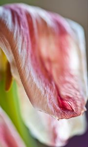 Preview wallpaper petal, flower, macro, pink