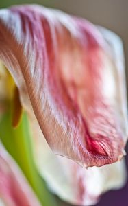 Preview wallpaper petal, flower, macro, pink