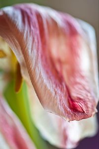 Preview wallpaper petal, flower, macro, pink