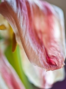 Preview wallpaper petal, flower, macro, pink