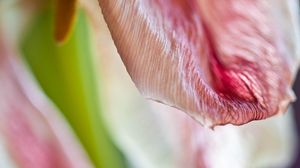 Preview wallpaper petal, flower, macro, pink