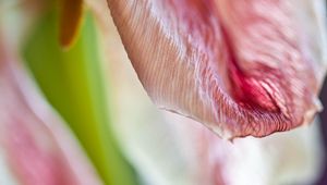 Preview wallpaper petal, flower, macro, pink