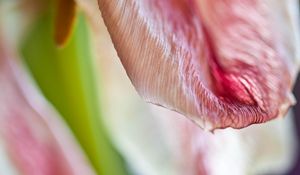 Preview wallpaper petal, flower, macro, pink