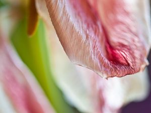 Preview wallpaper petal, flower, macro, pink