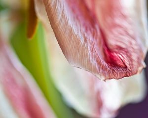 Preview wallpaper petal, flower, macro, pink