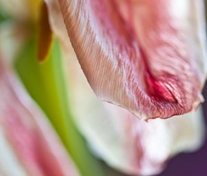 Preview wallpaper petal, flower, macro, pink