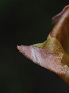 Preview wallpaper petal, flower, macro, background