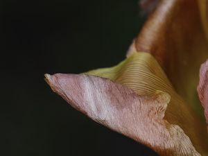 Preview wallpaper petal, flower, macro, background