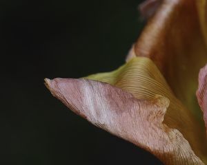 Preview wallpaper petal, flower, macro, background